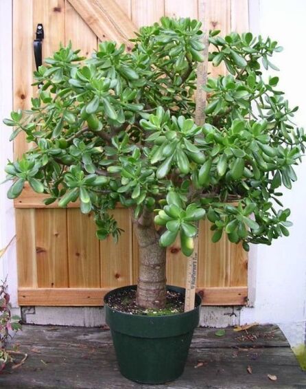 albero dei soldi